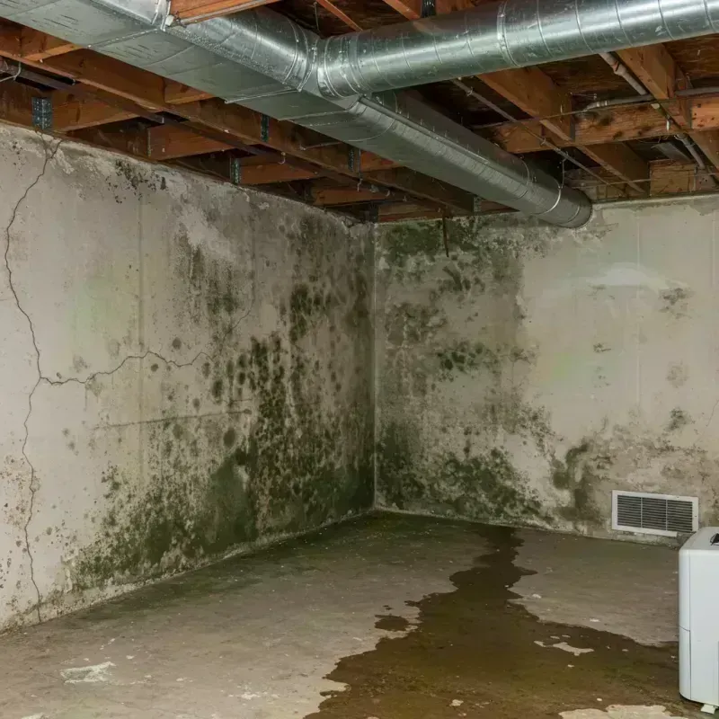 Professional Mold Removal in Lyons, CO